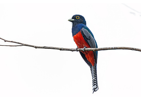530 Blue-crowned Trogon (Trogon curucui) - Ecuador