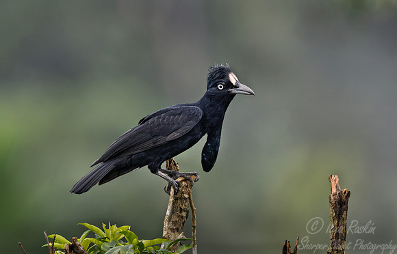 533 Amazonian umbrellabird (Cephalopterus ornatus) - Ecuador