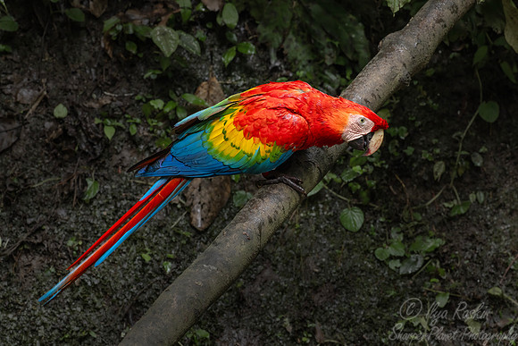 527 Scarlet Macaw (Ara macao) - Ecuador