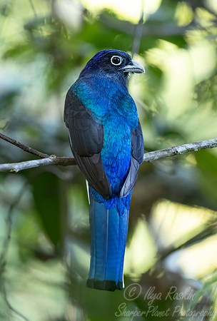 532 Green-backed trogon (Trogon viridis) - Ecuador