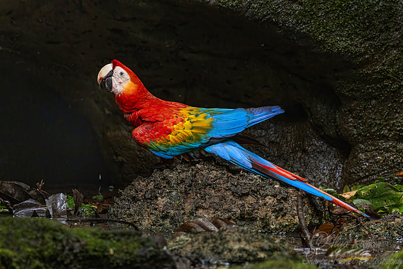 526 Scarlet Macaw (Ara macao) - Ecuador
