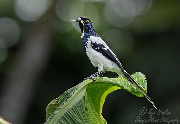 537 Magpie tanager (Cissopis leverianus) - Ecuador