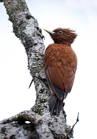 536 Rufous Woodpecker (Micropternus brachyurus) - Ecuador