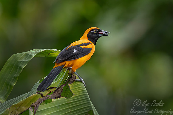 539 Orange-backed Troupial (Icterus croconotus) - Ecuador