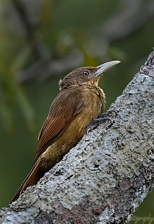 535 Cinnamon-throated Woodcreeper (Dendrexetastes rufigula) - Ecuador.