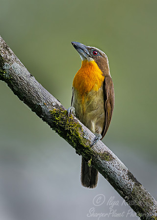 538 Scarlet-crowned Barbet (Capito aurovirens) - Ecuador
