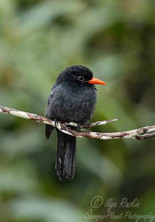 540 Black-fronted Nunbird (Monasa nigrifrons) - Ecuador