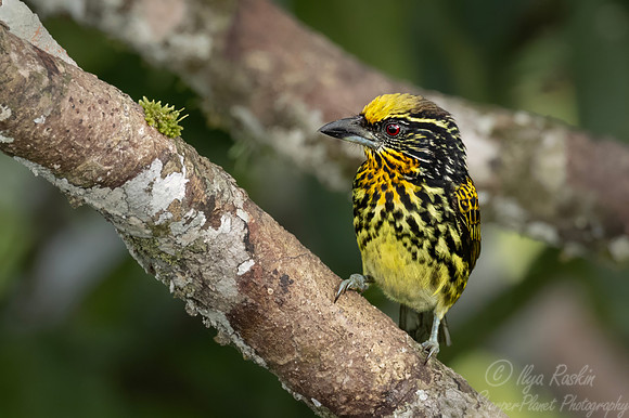 541 Gilded Barbet (Capito auratus) - Ecuador