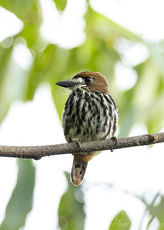 543 Lanceolated Monklet (Micromonacha lanceolata) - Ecuador