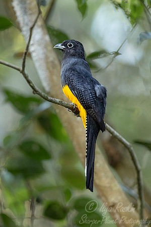 531 Green-backed trogon (Trogon viridis) - Ecuador