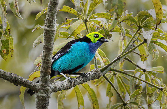 544 Paradise tanager (Tangara chilensis) - Ecuador