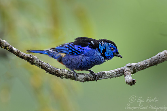 545 Opal-rumped tanager (Tangara velia) - Ecuador