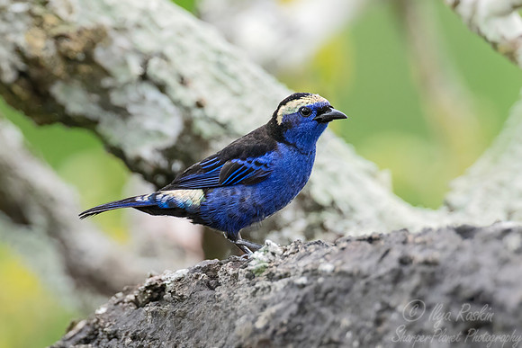 546 Opal-crowned tanager (Tangara callophrys) - Ecuador