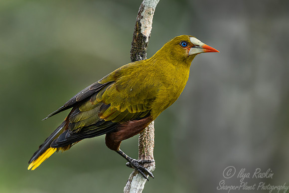 534 Green Oropendola (Psarocolius viridis) - Ecuador