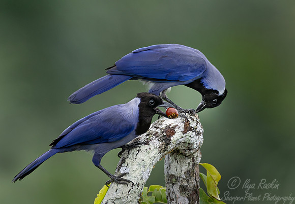 548 Violaceous Jays (Cyanocorax violaceus) - Ecuador