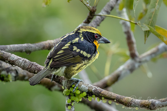 542 Gilded Barbet (Capito auratus) - Ecuador