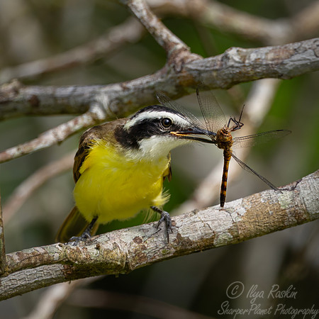 551 Great kiskadee (Pitangus sulphuratus) - Ecuador