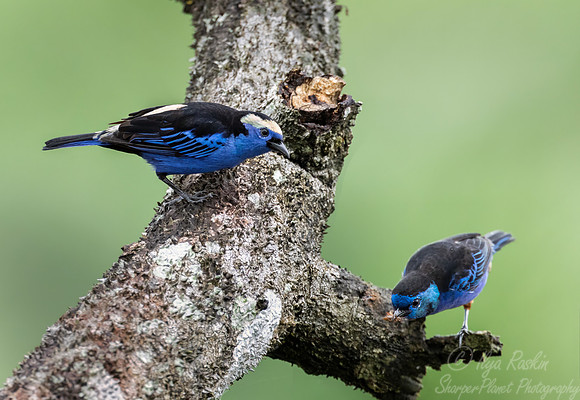 547 Opal-crowned tanagers (Tangara callophrys) - Ecuador
