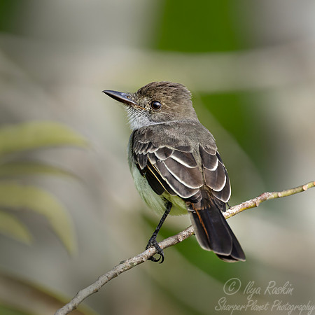 552 Short-crested flycatcher (Myiarchus ferox) - Ecuador