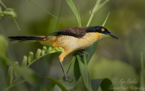 549 Black-capped Donacobius (Donacobius atricapilla) - Ecuador