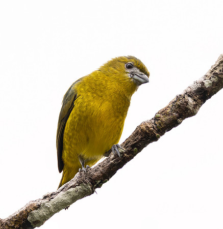 555 Golden-bellied Euphonia (Euphonia chrysopasta) - Ecuador