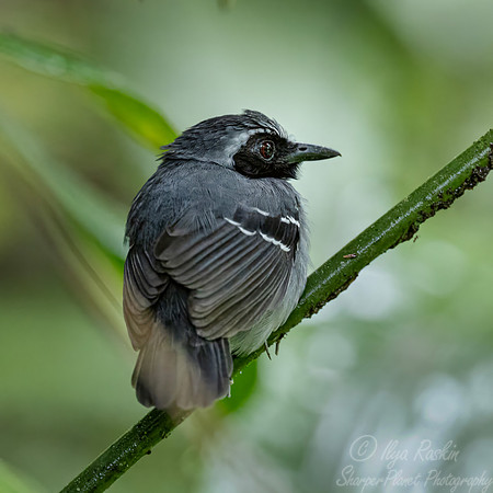 554 Black-faced Antbird (Myrmoborus myotherinus) - Ecuador