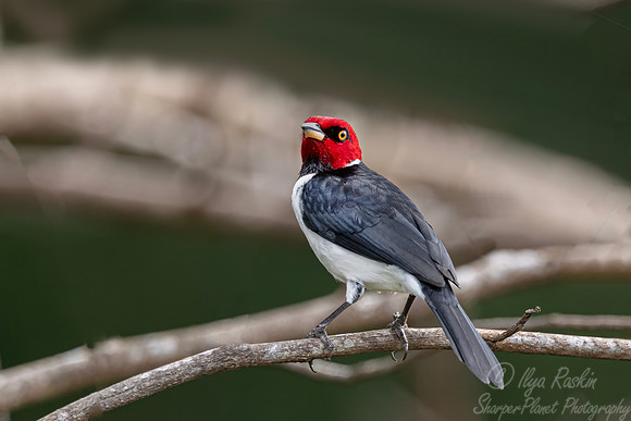 556 Red-capped Cardinal (Paroaria gularis) - Ecuador