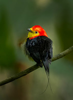 2025-06 Costa Rica & Ecuador Birds