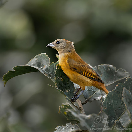 557 Scarlet-rumped tanager famale (Ramphocelus passerinii) - Ecuador