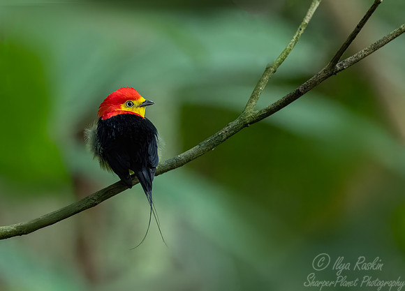 559 5Wire-tailed Manakin (Pipra filicauda) - Ecuador
