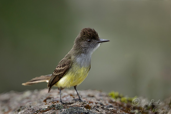 550 Dusky-capped flycatcher (Myiarchus tuberculifer) - Ecuador-2