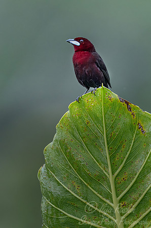 560 Silver-beaked tanager (Ramphocelus carbo) - Ecuador