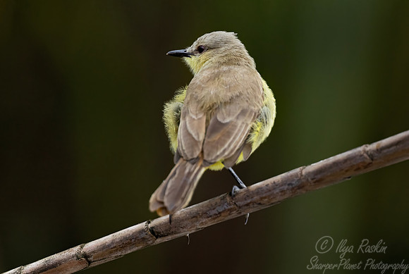 553 Cattle tyrant (Machetornis rixosa) - Ecuador