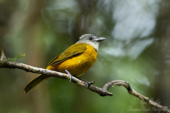 561 Grey-headed Tanager (Eucometis penicillata) - Ecuador