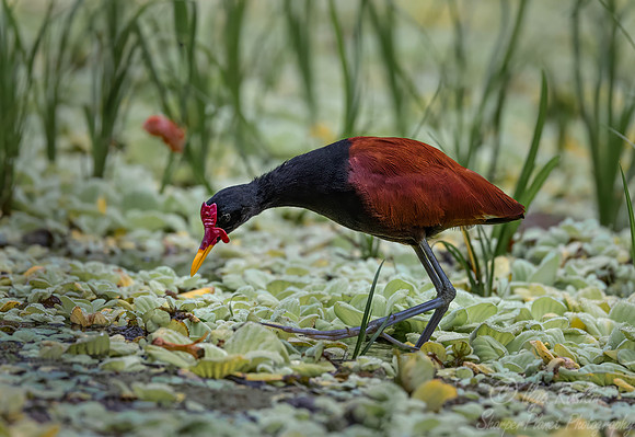 562 Wattled jacana (Jacana jacana) - Ecuador