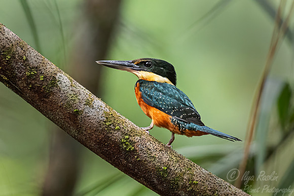 563 Green-and-rufous kingfisher (Chloroceryle inda) - Ecuador