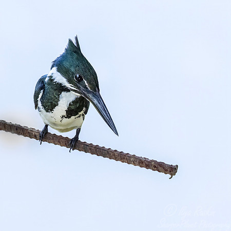 565 Amazon kingfisher (Chloroceryle amazona) - Ecuador.