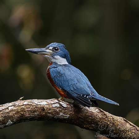 564 Ringed kingfisher (Megaceryle torquata) - Ecuador
