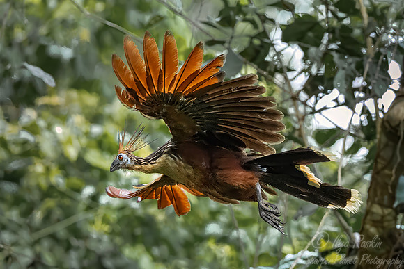 568 Hoatzin (Opisthocomus hoazin) - Ecuador