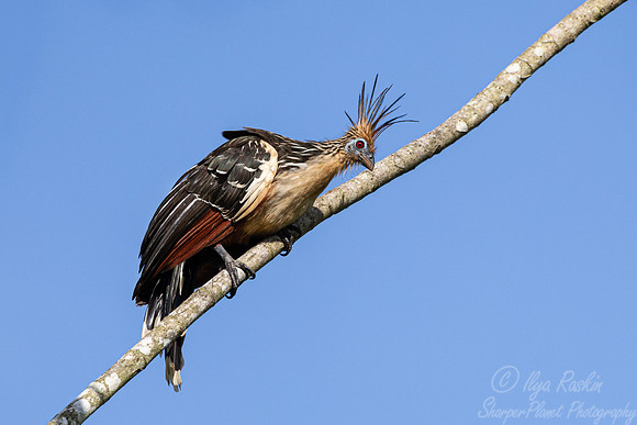 569 Hoatzin (Opisthocomus hoazin) - Ecuador