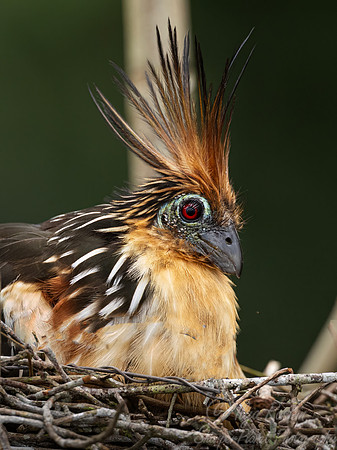 566 Hoatzin (Opisthocomus hoazin) - Ecuador
