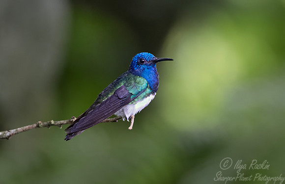 576 White-necked Jacobin hummingbird (Florisuga mellivora