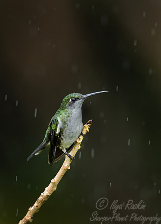 579 Grey-breasted sabrewing (Campylopterus largipennis) - Ecuador