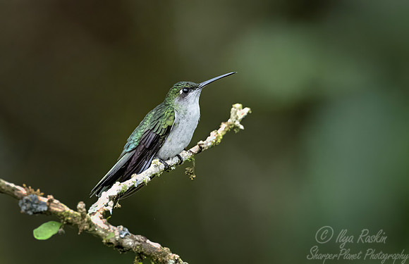 578 Grey-breasted sabrewing (Campylopterus largipennis) - Ecuador