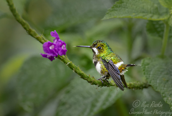 580 Black-bellied thorntail (Discosura langsdorffi) - Ecuador