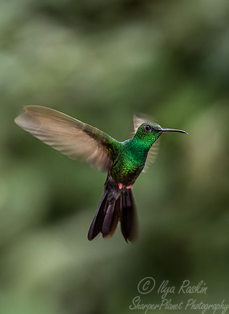 577 Bronze-tailed plumeleteer (Chalybura urochrysia) - Costa Rica