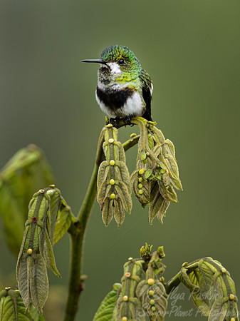 582 Black-bellied thorntail (Discosura langsdorffi) - Ecuador