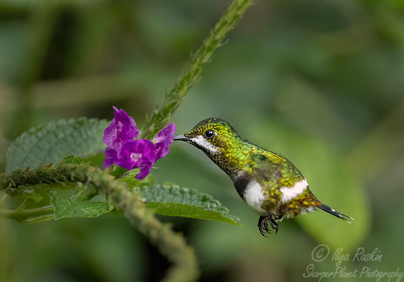 581 Black-bellied thorntail (Discosura langsdorffi) - Ecuador