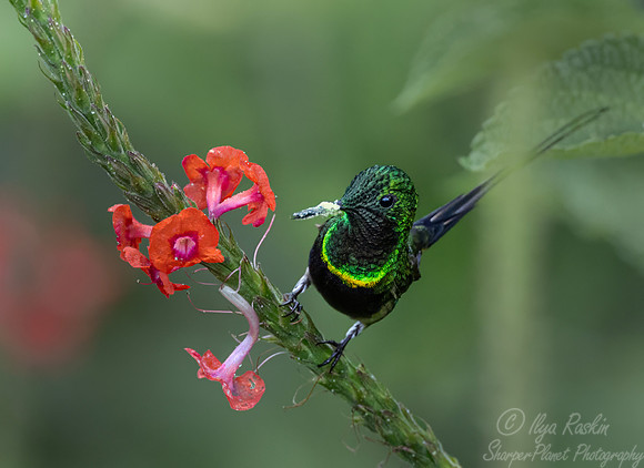 583 Black-bellied Thorntail (Discosura langsdorffi) - Ecuador