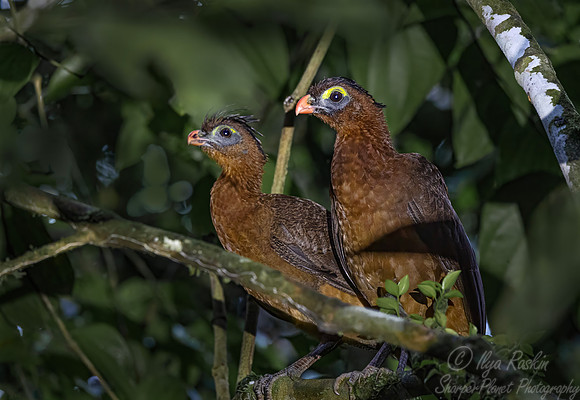 570 Nocturnal curassow (Nothocrax urumutum) - Ecuador